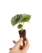 Carica l'immagine nel visualizzatore di Gallery, Alocasia 'Platinum'