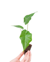 Carica l'immagine nel visualizzatore di Gallery, Alocasia 'Portodora'
