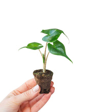 Carica l'immagine nel visualizzatore di Gallery, Alocasia macrorrhizos 'Stingray'