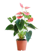 Charger l'image dans la galerie, Anthurium andraeanum - Rose