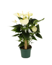 Charger l'image dans la galerie, Anthurium andraeanum 'White'