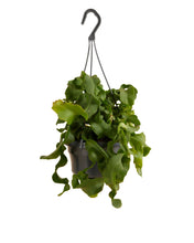 Carica l'immagine nel visualizzatore di Gallery, Epiphyllum hookeri subsp. guatemalense