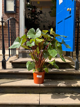 Charger l'image dans la galerie, 100cm Homalomena rubescens Maggy large heart-shaped plant - XL Statement Plants UK At-Home Installation