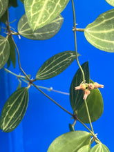 Carica l'immagine nel visualizzatore di Gallery, Dischidia ovata