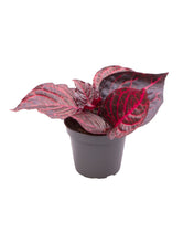 Afbeelding in Gallery-weergave laden, Iresine diffusa f. Herbstii 'Bloodleaf' (syn. Iresine herbstii)