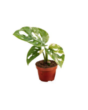 Afbeelding in Gallery-weergave laden, Monstera adansonii 'Variegata'