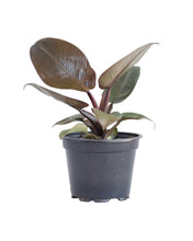 Afbeelding in Gallery-weergave laden, Philodendron 'Black Cardinal'