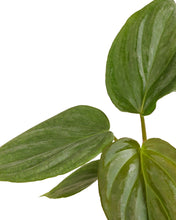 Carica l'immagine nel visualizzatore di Gallery, Philodendron 'Majestic'
