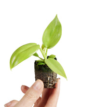 Afbeelding in Gallery-weergave laden, Philodendron bipennifolium 'Golden Violin'