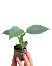 Afbeelding in Gallery-weergave laden, Philodendron hastatum 'Silver Sword'