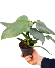 Afbeelding in Gallery-weergave laden, Philodendron hastatum 'Silver Sword'