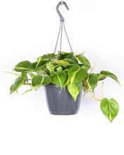 Lade das Bild in den Galerie-Viewer, Philodendron scandens 'Brasilien'