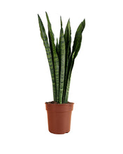 Afbeelding in Gallery-weergave laden, Sansevieria zeylanica