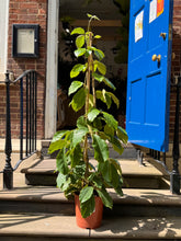 Charger l'image dans la galerie, 150cm Tetrastigma voinierianum Chestnut Vine large indoor climber - XL Statement Plants UK