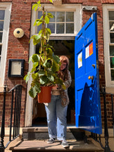 Charger l'image dans la galerie, 150cm Tetrastigma voinierianum Chestnut Vine large indoor climber - XL Statement Plants UK
