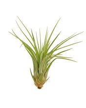 Charger l'image dans la galerie, Tillandsia melanocrater