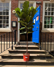 Charger l'image dans la galerie, 2.5m Tall Ficus Lyrata Fiddle Leaf Fig Tree - XL Statement Plants UK Hand Delivery