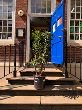 Charger l'image dans la galerie, 1.5m Tall Dracaena Reflexa Song of India Tree - XL Statement Plants UK Bespoke Installation