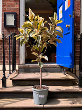 Charger l'image dans la galerie, 1.5m Tall Variegated Ficus Tineke Tree - XL Statement Plants UK At-Home Installation