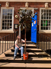 Charger l'image dans la galerie, Large Ficus Abidjan on shop steps, hand-delivered and installed in the UK.
