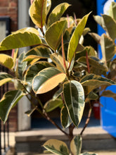 Charger l'image dans la galerie, 1.5m Tall Variegated Ficus Tineke Tree - XL Statement Plants UK At-Home Installation