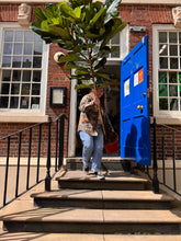 Charger l'image dans la galerie, 2.5m Tall Ficus Lyrata Fiddle Leaf Fig Tree - XL Statement Plants UK Hand Delivery