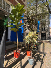 Charger l'image dans la galerie, 2.5m Tall Ficus Lyrata Fiddle Leaf Fig Tree - XL Statement Plants UK Hand Delivery