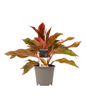 Carica l'immagine nel visualizzatore di Gallery, Aglaonema commutatum 'Crete' - Root Houseplants