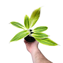 Afbeelding in Gallery-weergave laden, Aglaonema 'Lipstick' - Root Houseplants