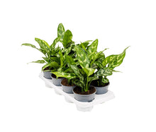 Afbeelding in Gallery-weergave laden, Aglaonema 'Maria' - Root Houseplants