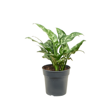 Afbeelding in Gallery-weergave laden, Aglaonema 'Maria' - Root Houseplants