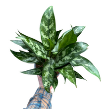 Afbeelding in Gallery-weergave laden, Aglaonema 'Maria' - Root Houseplants