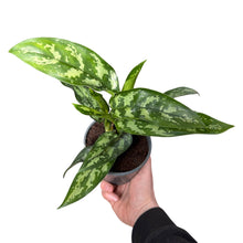 Afbeelding in Gallery-weergave laden, Aglaonema 'Maria' - Root Houseplants