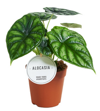 Carica l'immagine nel visualizzatore di Gallery, Alocasia baginda 'Dragon Scale' - Root Houseplants