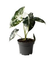 Carica l'immagine nel visualizzatore di Gallery, Alocasia 'Frydek' Variegata - Root Houseplants
