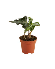 Carica l'immagine nel visualizzatore di Gallery, Alocasia 'Loco' - Root Houseplants