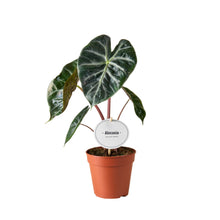 Carica l'immagine nel visualizzatore di Gallery, Alocasia 'Pink Dragon' - Root Houseplants