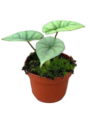 Carica l'immagine nel visualizzatore di Gallery, Alocasia 'Platinum' - Root Houseplants
