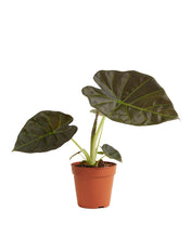 Carica l'immagine nel visualizzatore di Gallery, Alocasia 'Regal Shield' - Root Houseplants
