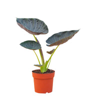 Carica l'immagine nel visualizzatore di Gallery, Alocasia 'Regal Shield' - Root Houseplants