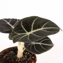Carica l'immagine nel visualizzatore di Gallery, Alocasia reginula 'Black Velvet' - Root Houseplants