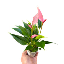 Carica l'immagine nel visualizzatore di Gallery, Anthurium andraeanum 'Lilli' - Root Houseplants