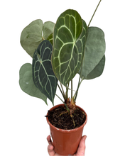 Carica l'immagine nel visualizzatore di Gallery, Anthurium clarinervium - Root Houseplants