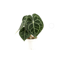 Carica l'immagine nel visualizzatore di Gallery, Anthurium clarinervium - Root Houseplants