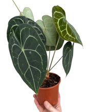 Carica l'immagine nel visualizzatore di Gallery, Anthurium clarinervium - Root Houseplants