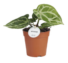 Carica l'immagine nel visualizzatore di Gallery, Anthurium crystallinum 'Silver Blush' - Root Houseplants