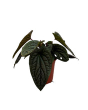 Carica l'immagine nel visualizzatore di Gallery, Anthurium Luxurians x Radicans - Root Houseplants