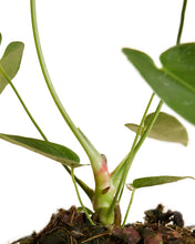 Carica l'immagine nel visualizzatore di Gallery, Anthurium queremalense - Root Houseplants