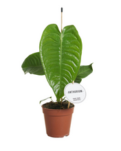 Carica l'immagine nel visualizzatore di Gallery, Anthurium veitchii - Root Houseplants