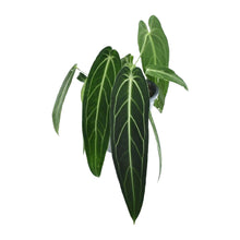 Carica l'immagine nel visualizzatore di Gallery, Anthurium warocqueanum - Root Houseplants